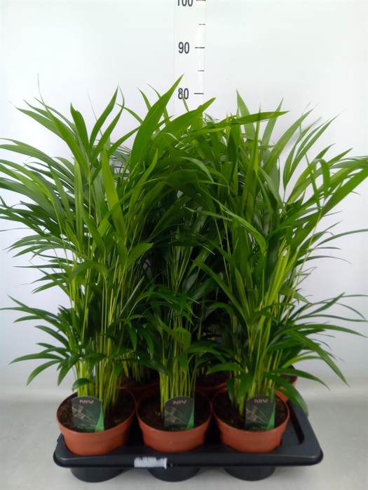 <h4>Dypsis lutescens   ...Chrysalidoca</h4>