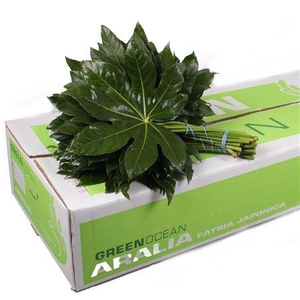 ARALIA