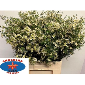 CHAME UN MAJEST WHIT