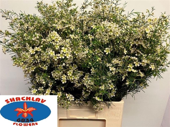 <h4>CHAME UN MAJEST WHIT</h4>