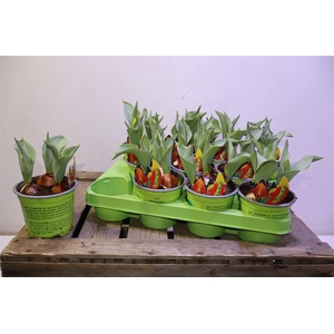 arr8 Tul Flair Rot-gelb