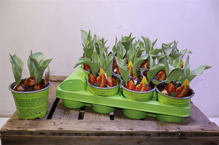 <h4>arr8 Tul Flair Rot-gelb</h4>