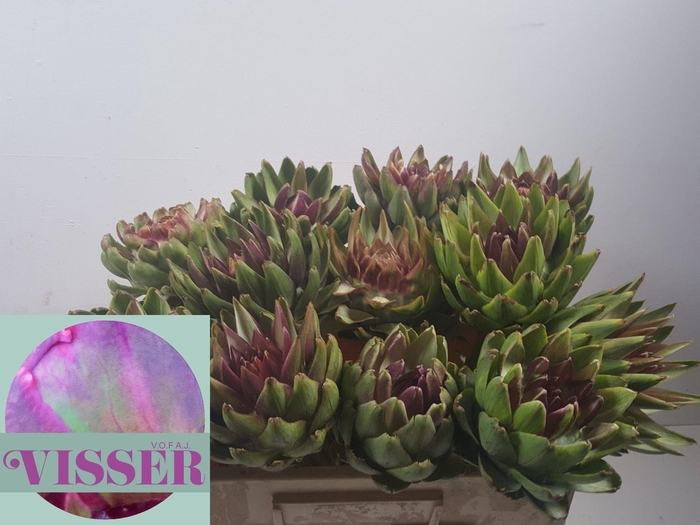 <h4>Cynara Sc Green Glob</h4>
