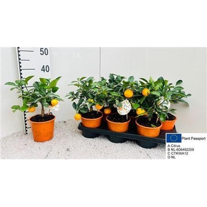 Citr Microcarpa