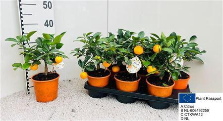 <h4>Citr Microcarpa 2</h4>