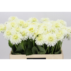 Dahlia Snow Cap