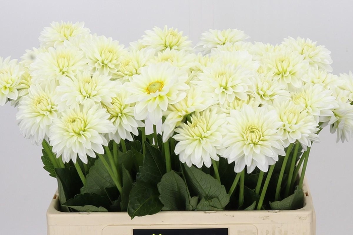 <h4>Dahlia Snow Cap</h4>