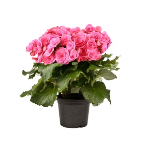 BEGONIA P15 ROSA