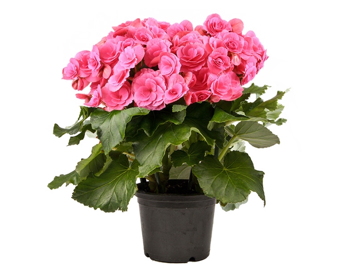 <h4>BEGONIA BAZAN P15</h4>