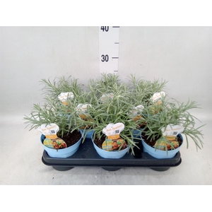 Helichrysum italicum