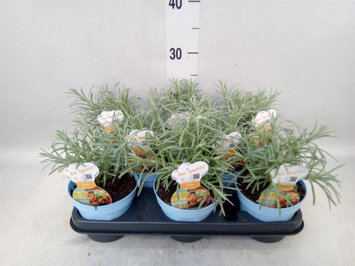 <h4>Helichrysum italicum</h4>