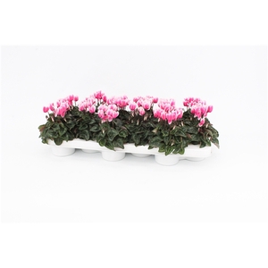 Cyclaam Snowridge Pink