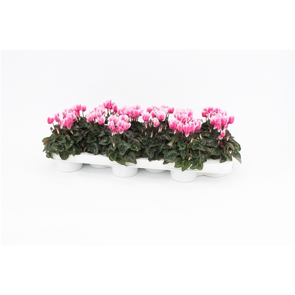 <h4>Cyclaam Snowridge Pink</h4>