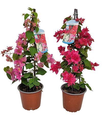 <h4>Bougainvillea Double Flower Pyramide - 1154</h4>