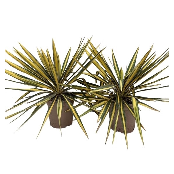 <h4>Yucca filamentosa P20</h4>