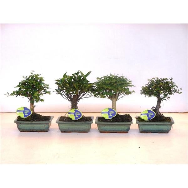 <h4>Bonsai mix, indoor, 20cm., broom, without drip tray</h4>