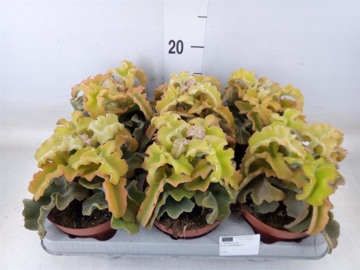 <h4>Kalanchoe NF ...</h4>