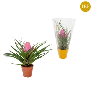 Tillandsia Josee Roze (Met Hoes)