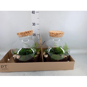 Arr.   Kamerplant Groen H%