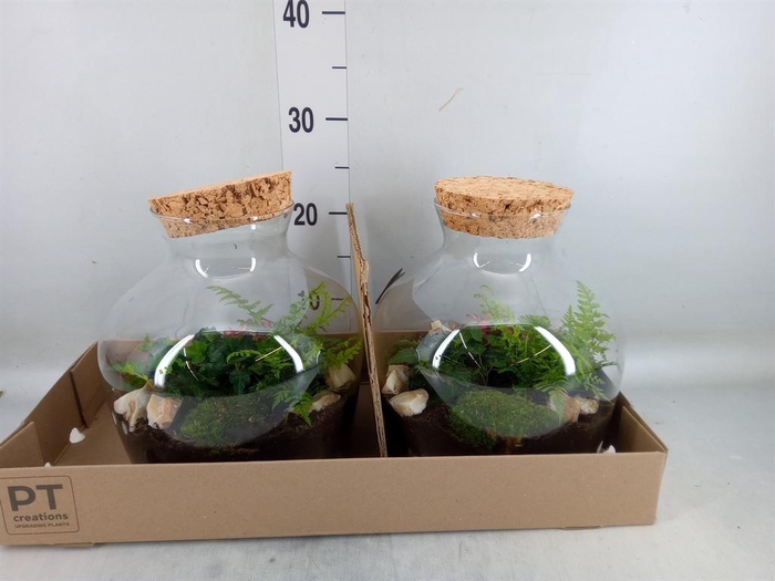 <h4>Arr. Kamerplant Groen H%</h4>