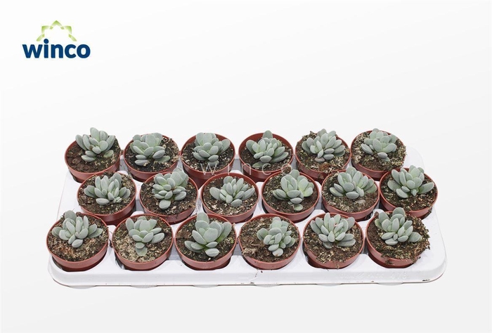 <h4>Adromischus Alstonii Ssp.</h4>