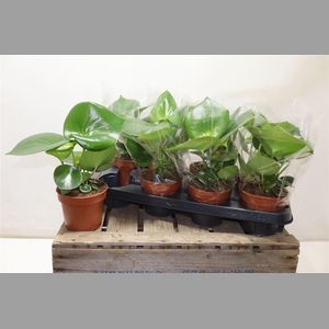 Pep Polybot Raindrop