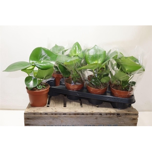 arr8 Pep Polybot Raindrop