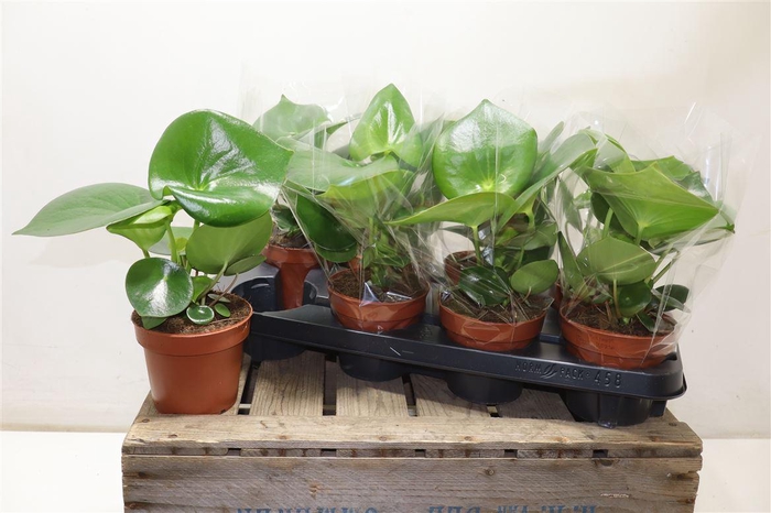 <h4>arr8 Pep Polybot Raindrop</h4>