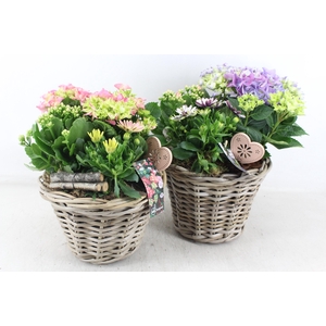 arr4 Outdoor MB - Hort. mix kubu rond 968/2
