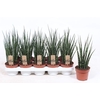 Sansevieria 'Fernwood' SAFM12TF