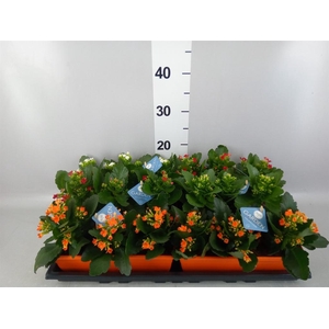 Kalanchoe blos.   ..EN mix