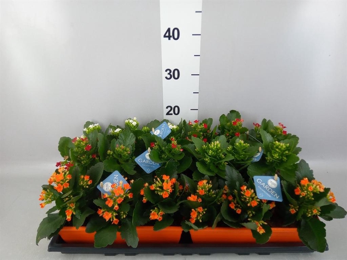 <h4>Kalanchoe blos.   ..EN mix</h4>