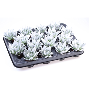 Echeveria  'Miranda'