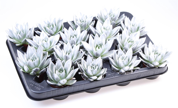 <h4>Echeveria  'Miranda'</h4>