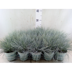 Festuca glauca 'Compacta Blue'