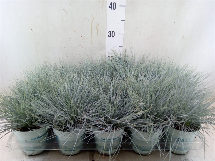 <h4>Festuca glauca 'Compacta Blue'</h4>