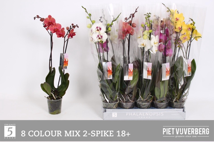 <h4>PHAL GEM 8 KL</h4>