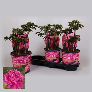 Paeonia 19CM Roze Longlife