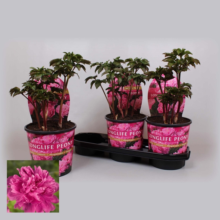 <h4>Paeonia 19CM Roze Longlife</h4>