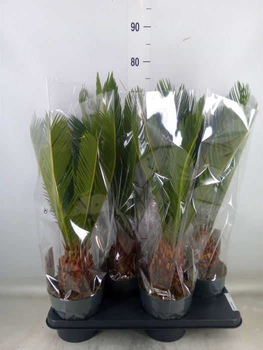 <h4>Cycas revoluta</h4>