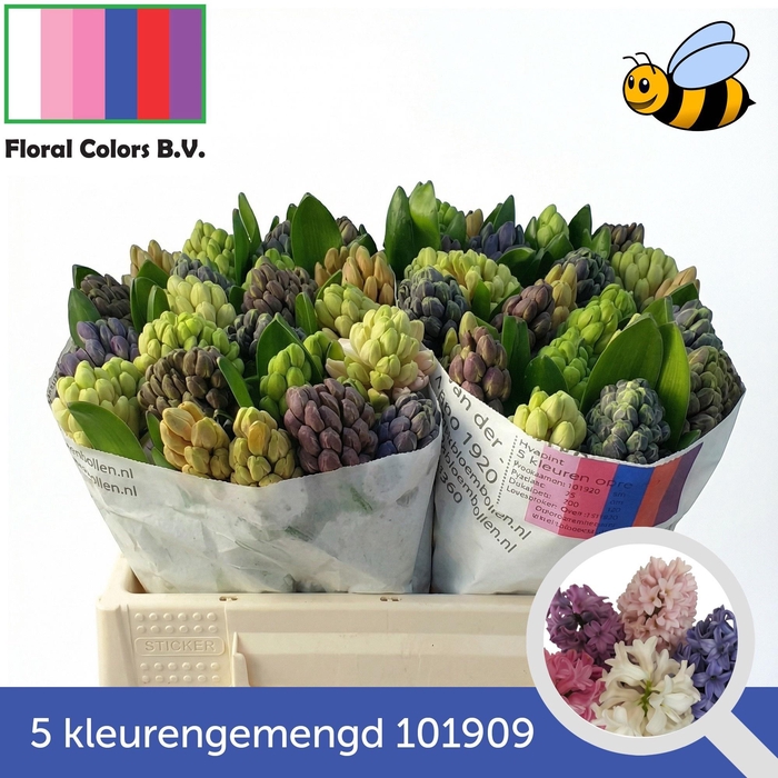 <h4>HYAC GEM 5 KLEUREN</h4>