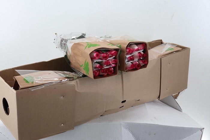 <h4>R Gr Stunning Box Fu</h4>