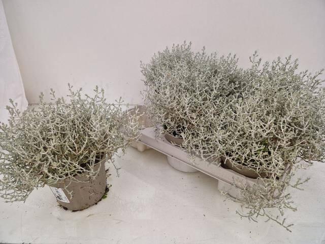 <h4>LEUCOPH BROWNII</h4>