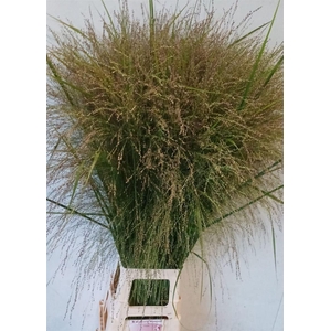 Siergras Panicum Vi Thundercloud