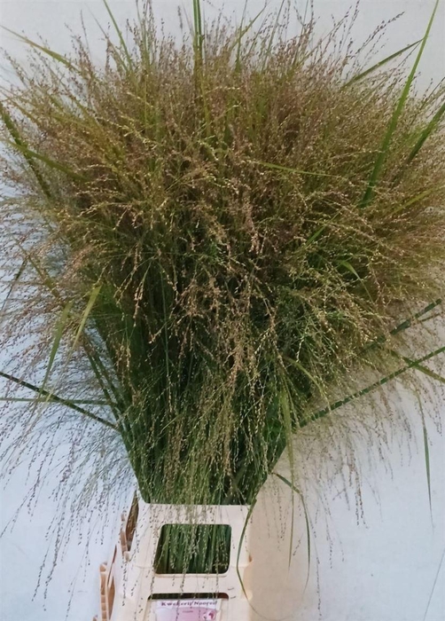 <h4>Siergras Panicum Vi Thundercloud</h4>