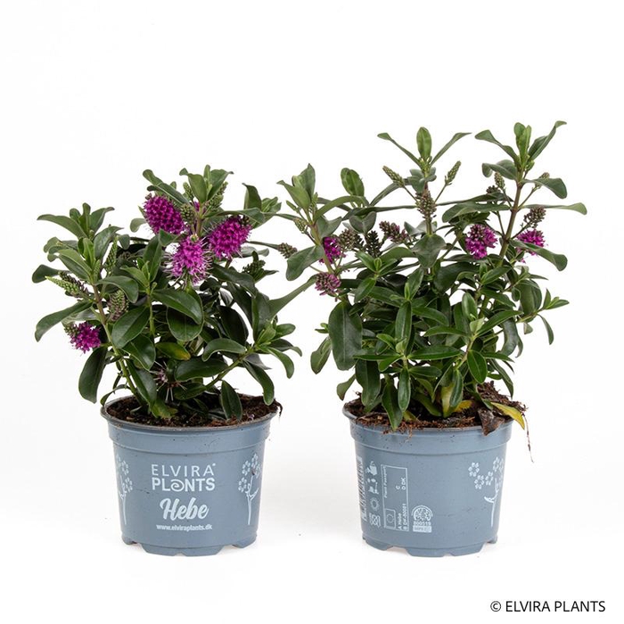 <h4>HEBE ANDERSONII p12 Red Zana pink</h4>