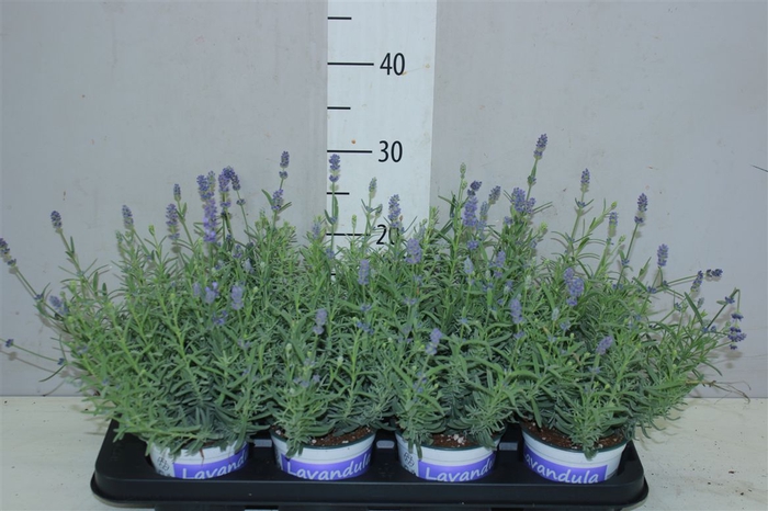 <h4>Lavandula An Blue</h4>