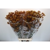 Anigozanthos Gold Fever