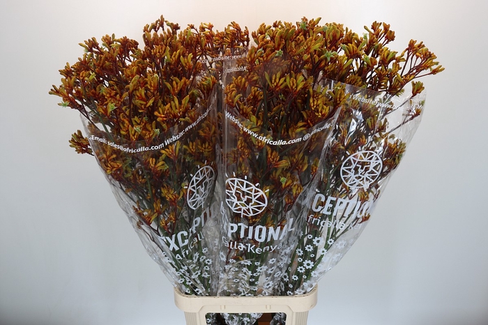 Anigozanthos Gold Fever