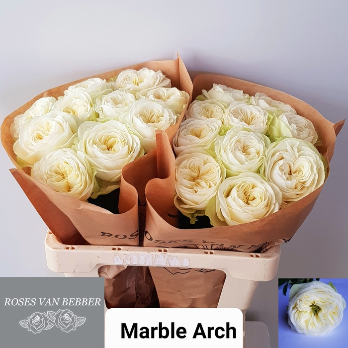 <h4>Rosa garden marble arch</h4>